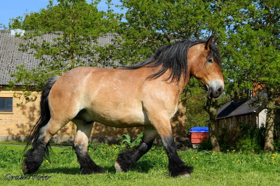 Belgier Sire :) - Fotograf - Anni Gram. billede 3