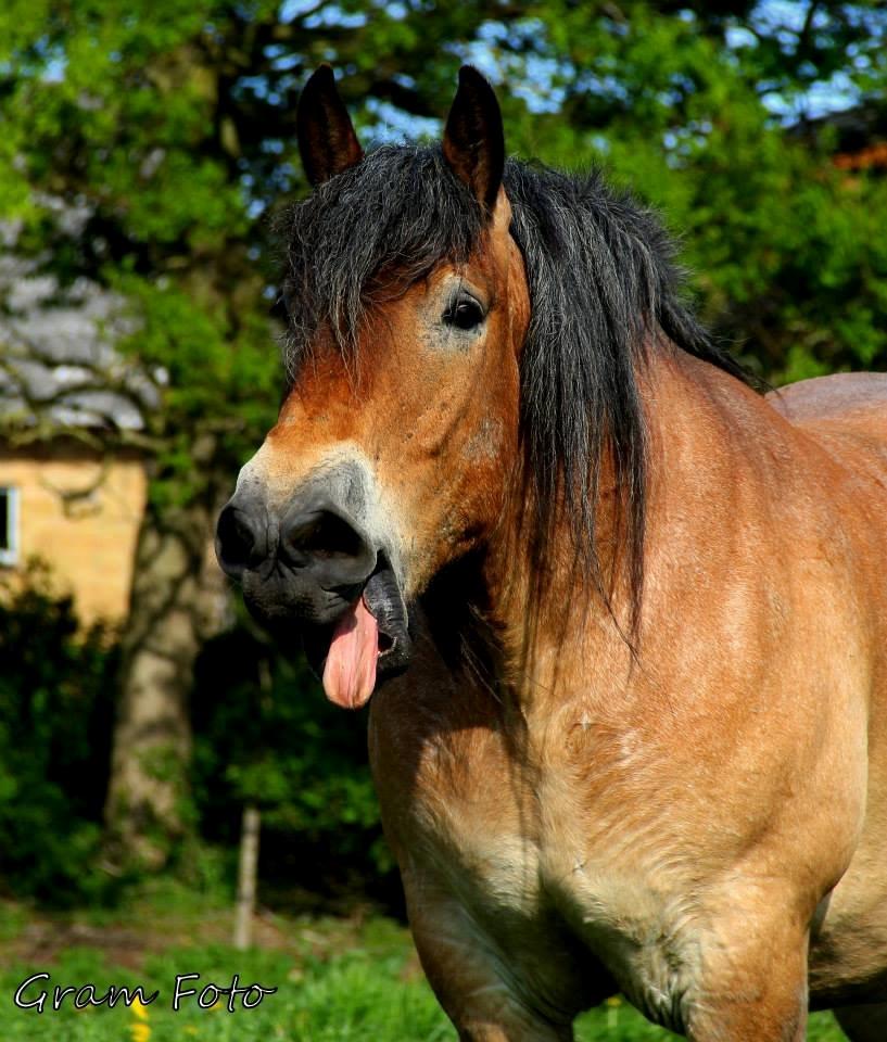 Belgier Sire :) - så træt :) Fotograf - Anno Gram. billede 4