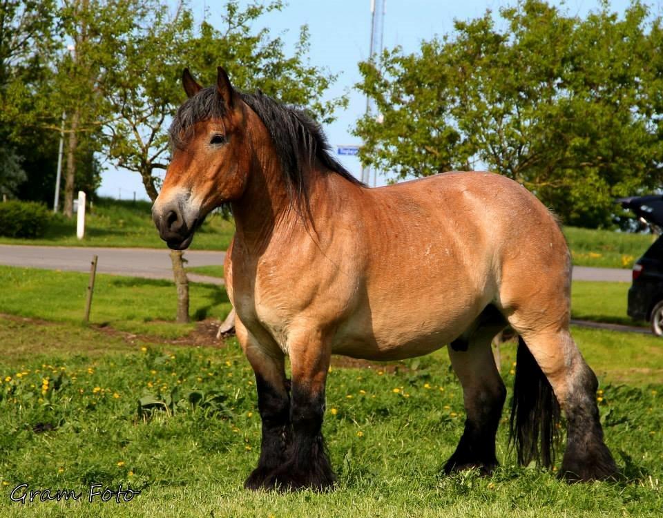 Belgier Sire :) - Fotograf - Anni Gram. billede 6