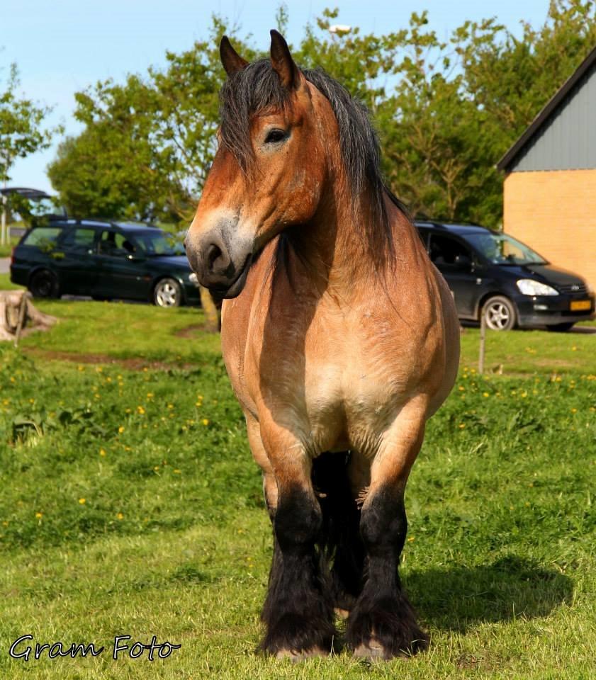 Belgier Sire :) - Fotograf - Anni Gram. billede 7