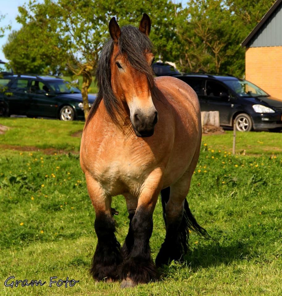 Belgier Sire :) - Fotograf - Anni Gram. billede 8