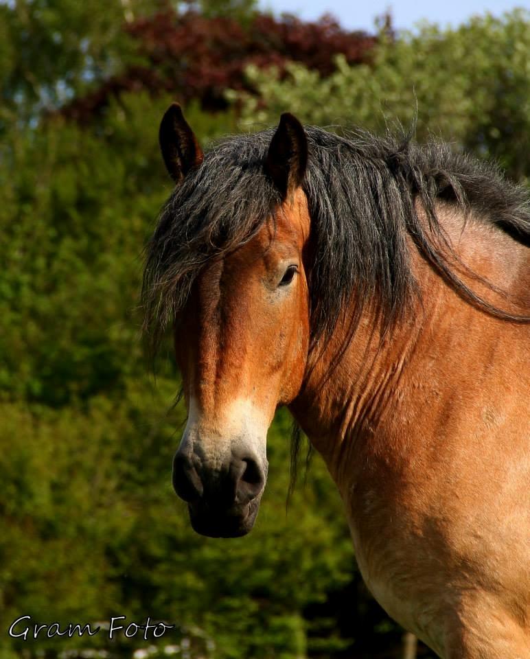 Belgier Sire :) - Et smukt hoved! Fotograf - Anni Gram. billede 1