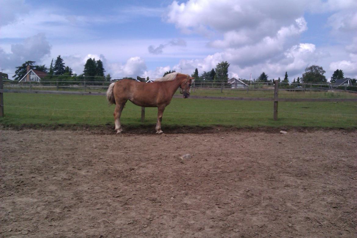 Haflinger Studgårdens Sally <3<3 - 17] Sally kan bare det hele <3 Dato: 14.07 2012 Foto: Mig billede 16
