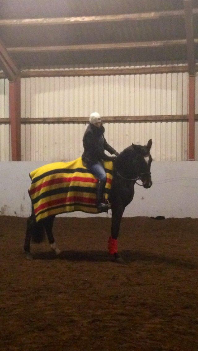 Dansk Varmblod Do Mali` billede 16