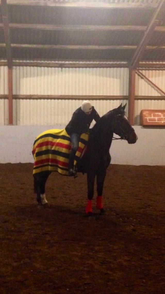 Dansk Varmblod Do Mali` billede 17