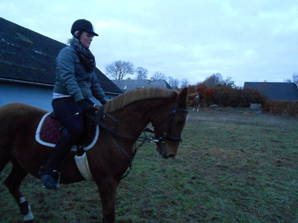 Anden særlig race Queen billede 8