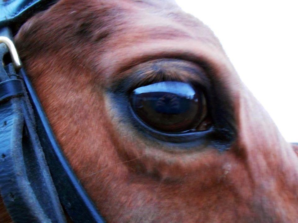 Anden særlig race Queen billede 10