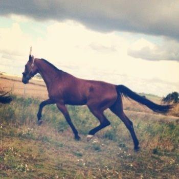 Traver C My Surprise billede 12