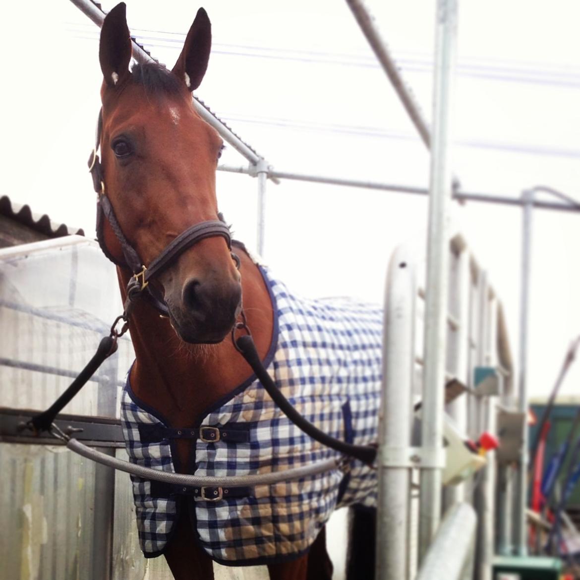 Traver C My Surprise billede 14