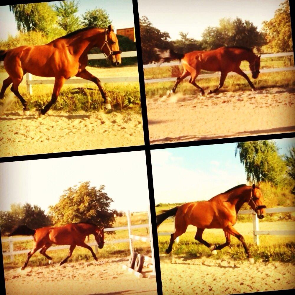 Traver C My Surprise billede 15