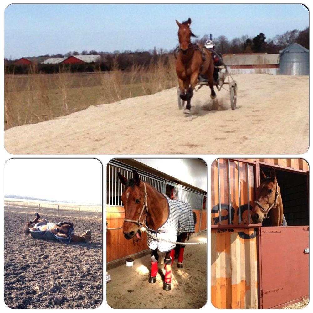 Traver C My Surprise billede 21