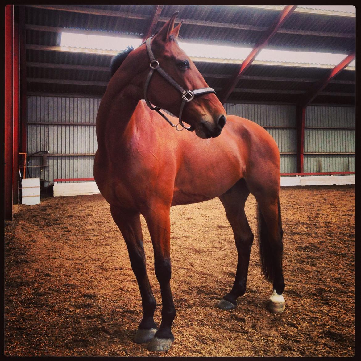 Traver C My Surprise billede 2