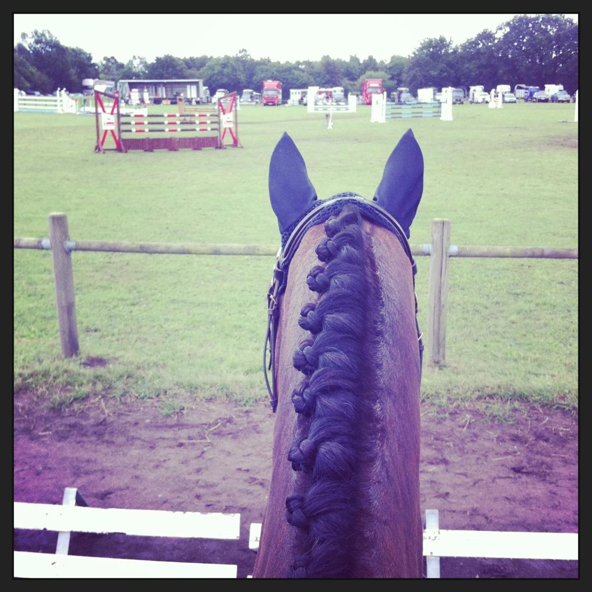 Dansk Varmblod Tony billede 3