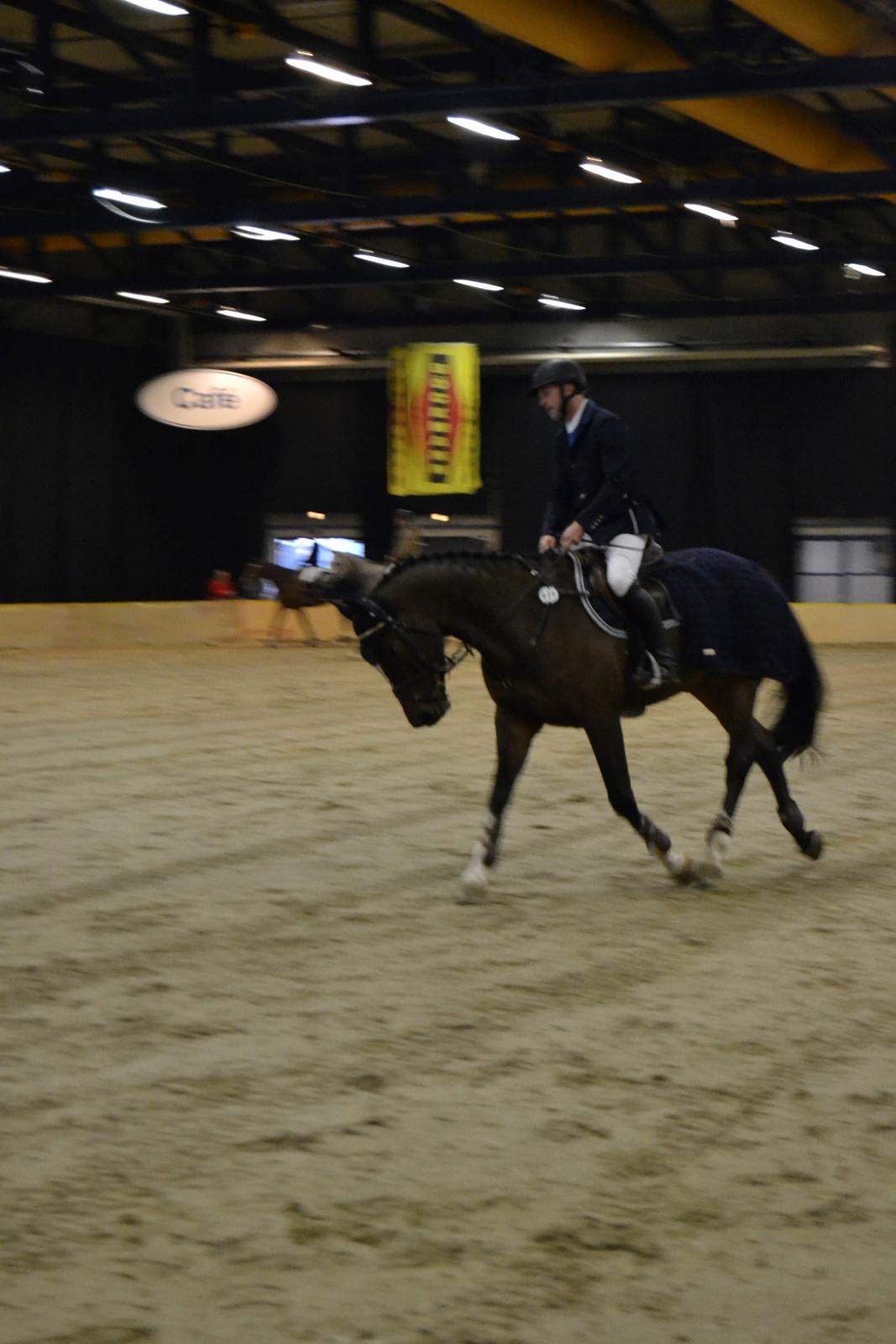 Dansk Varmblod Tony billede 4