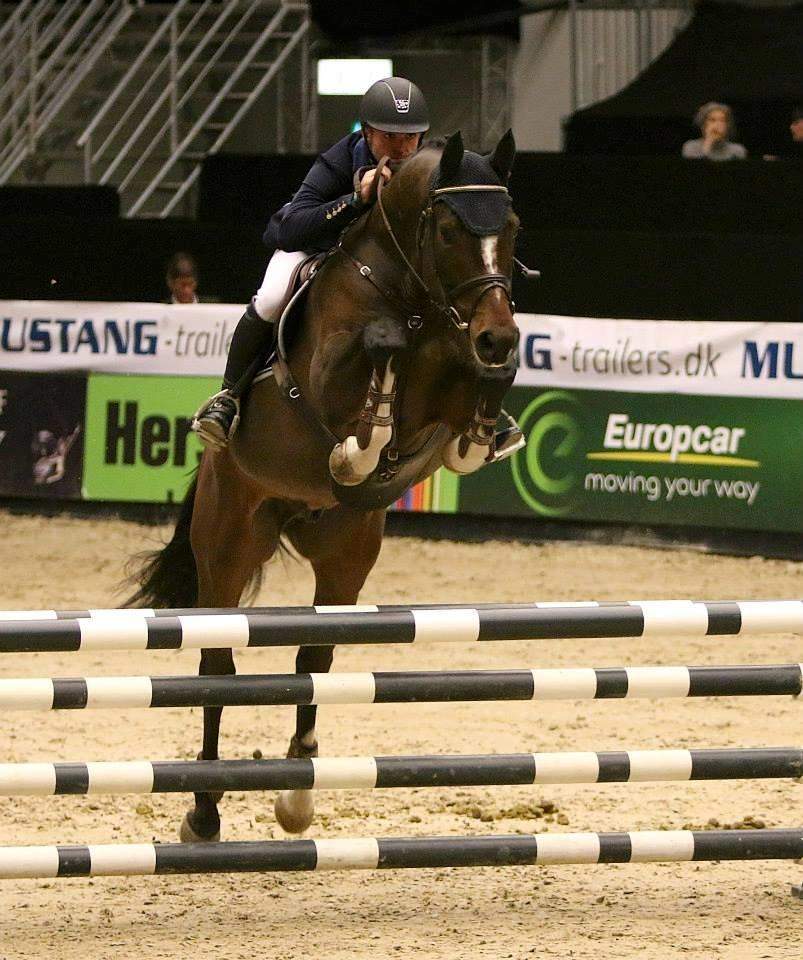 Dansk Varmblod Tony billede 1