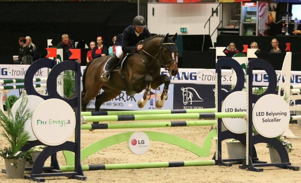 Dansk Varmblod Tony billede 2