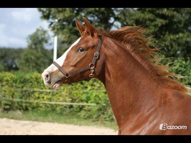 Trakehner Prince Cotta af Egehøj billede 5