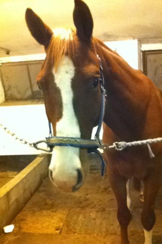 Trakehner Prince Cotta af Egehøj billede 6