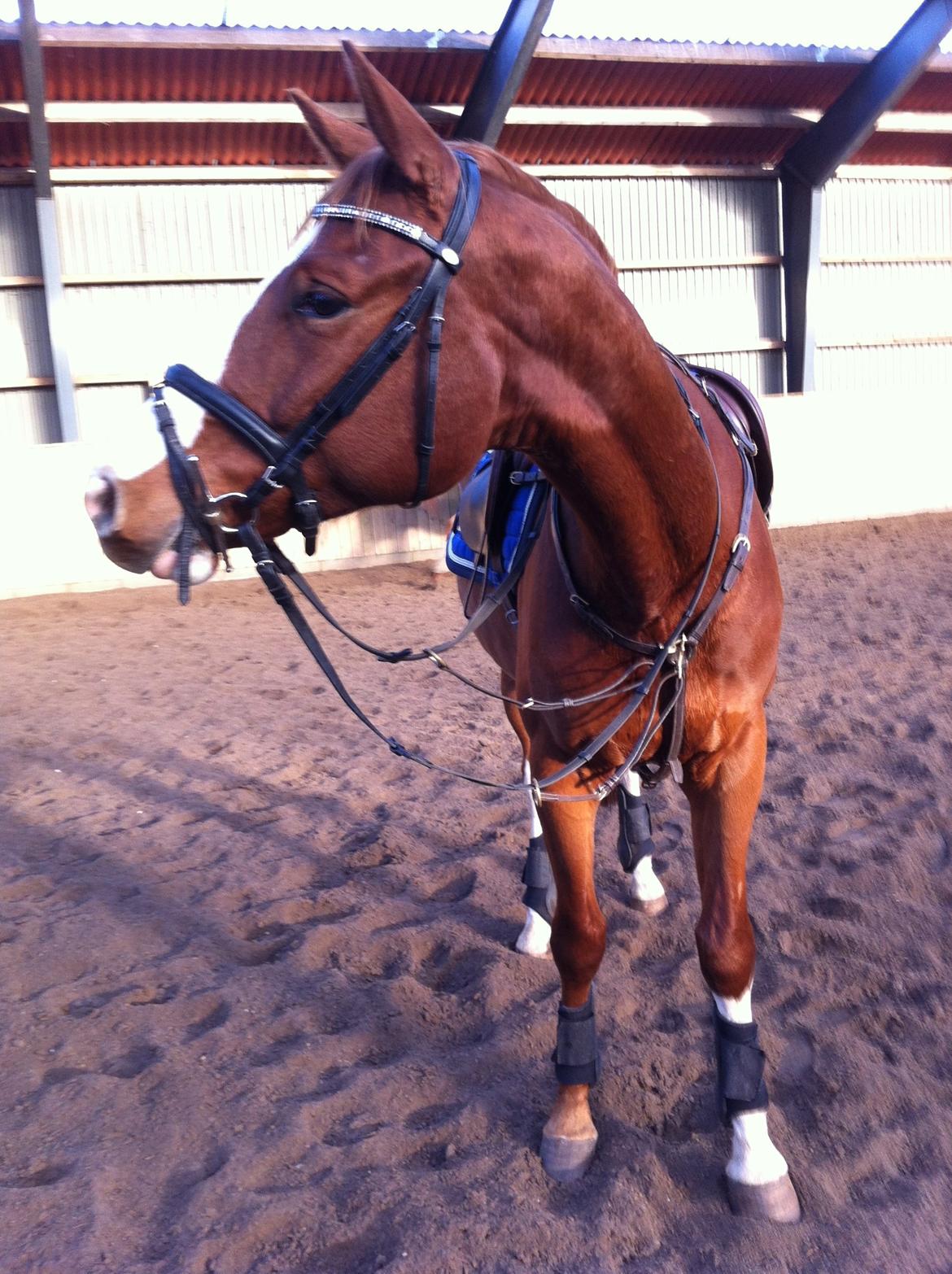 Trakehner Prince Cotta af Egehøj billede 7