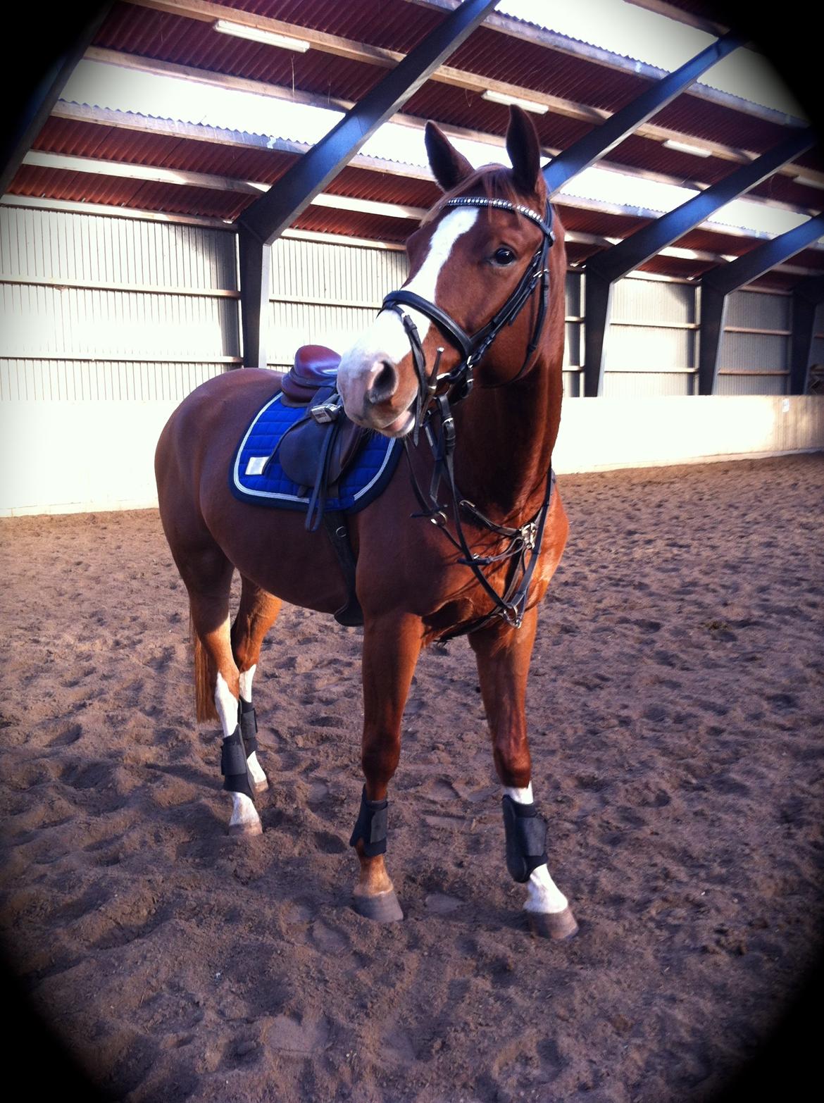 Trakehner Prince Cotta af Egehøj billede 4