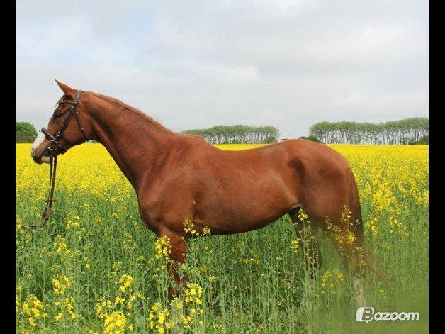 Trakehner Prince Cotta af Egehøj billede 1