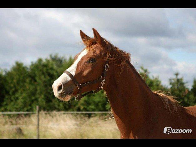 Trakehner Prince Cotta af Egehøj billede 8