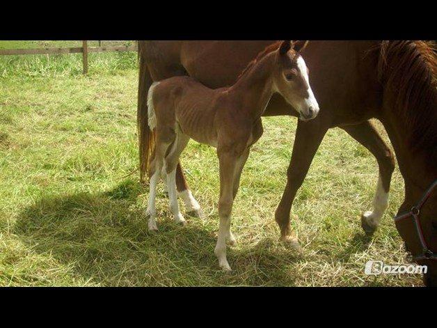 Trakehner Prince Cotta af Egehøj billede 9