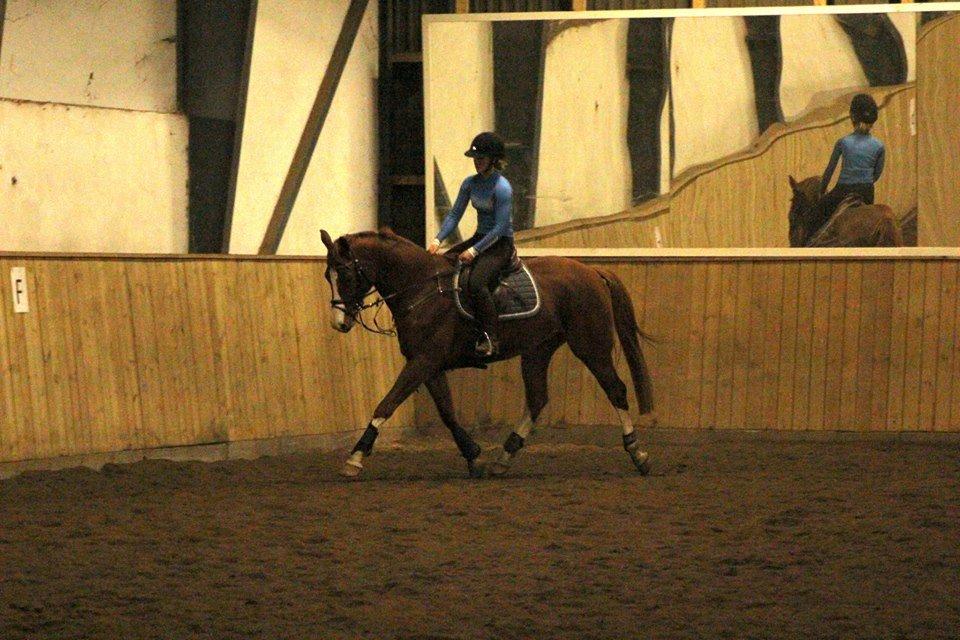 Trakehner Prince Cotta af Egehøj billede 2