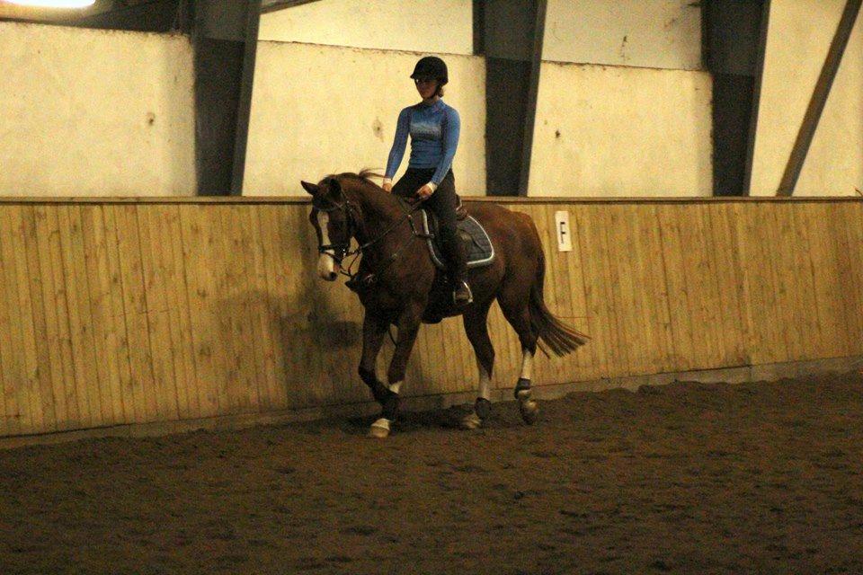 Trakehner Prince Cotta af Egehøj billede 3