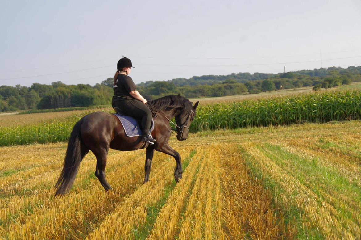 Frieser Ebony Jacoba billede 13