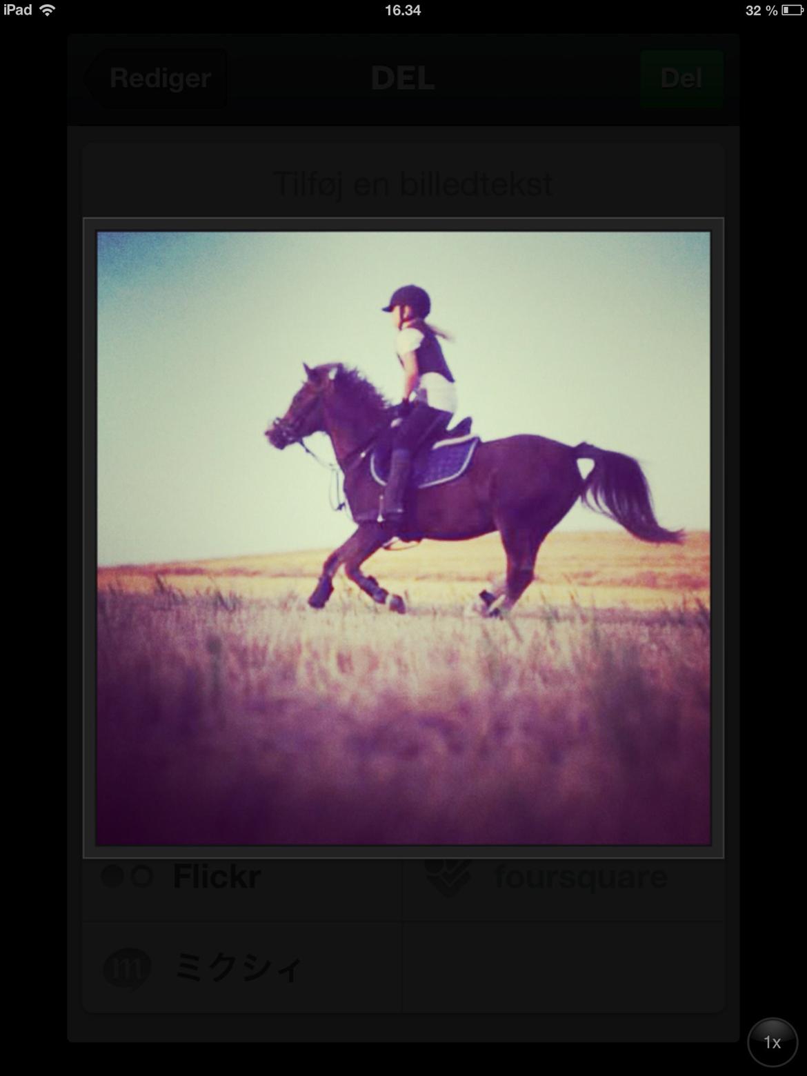 Welsh Mountain (sec A) Daisy   * HAR REDET * billede 2