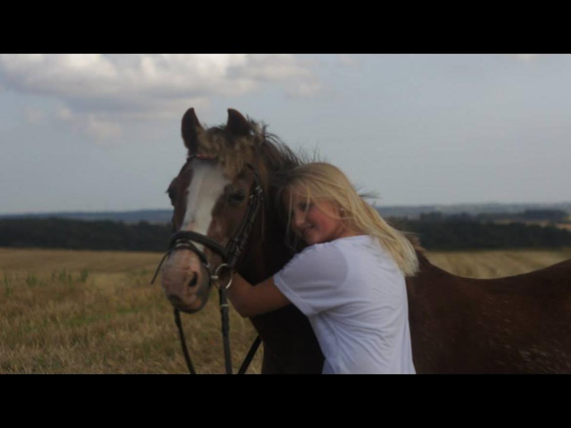 Welsh Mountain (sec A) Daisy   * HAR REDET * billede 3