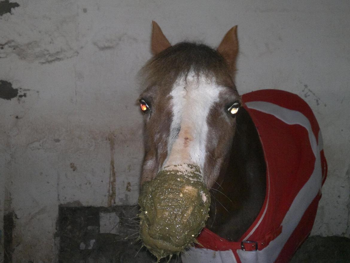 Welsh Mountain (sec A) Daisy   * HAR REDET * billede 1