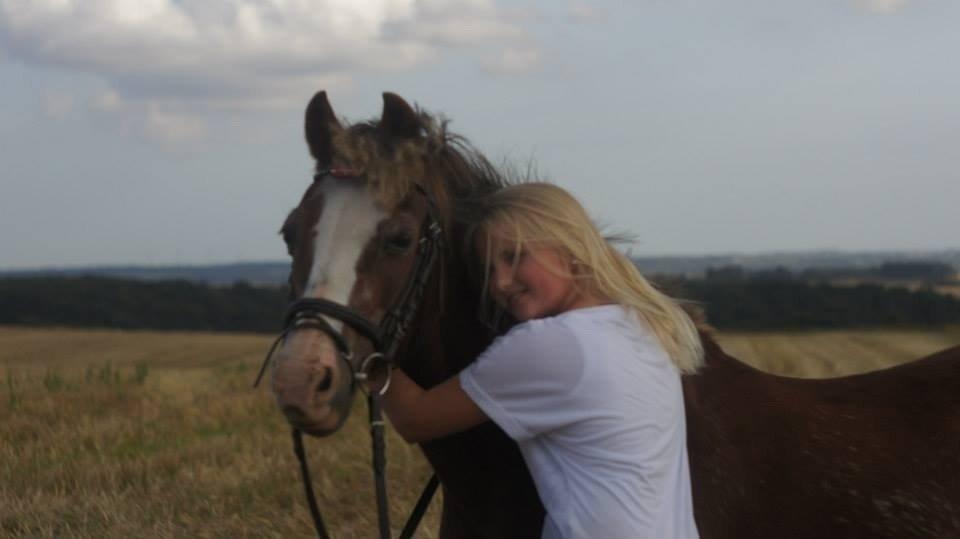 Welsh Mountain (sec A) Daisy   * HAR REDET * billede 4