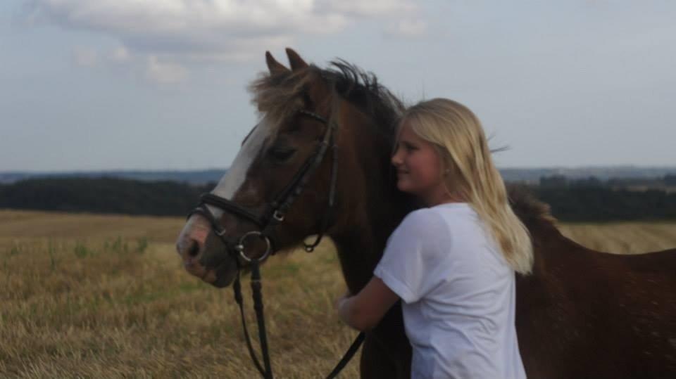 Welsh Mountain (sec A) Daisy   * HAR REDET * billede 6