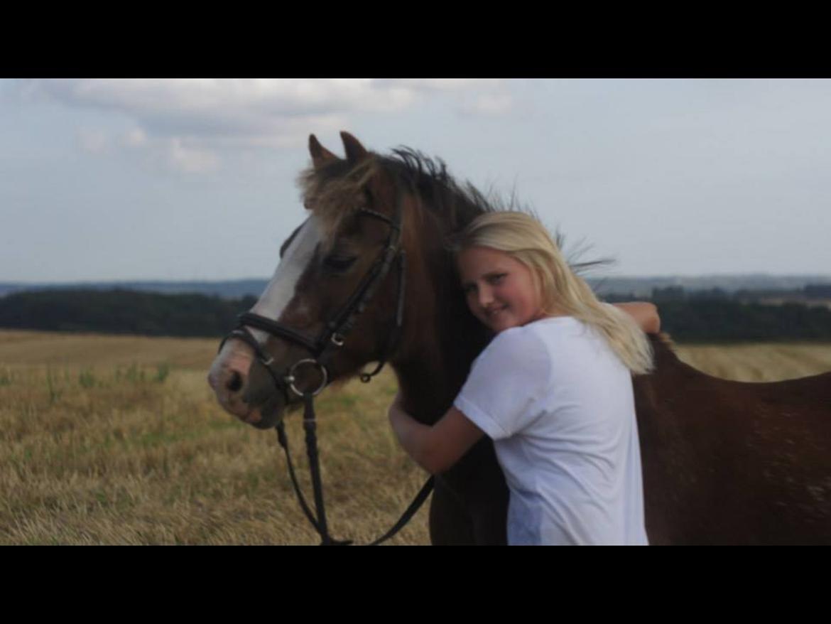 Welsh Mountain (sec A) Daisy   * HAR REDET * billede 7