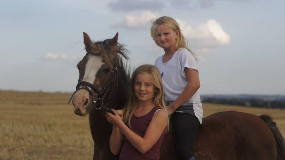 Welsh Mountain (sec A) Daisy   * HAR REDET * billede 5