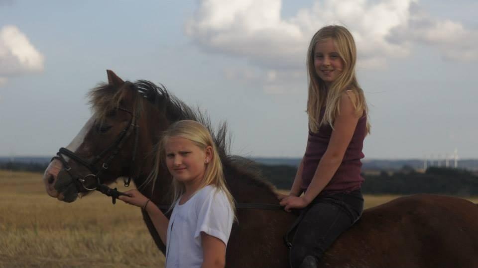 Welsh Mountain (sec A) Daisy   * HAR REDET * billede 8