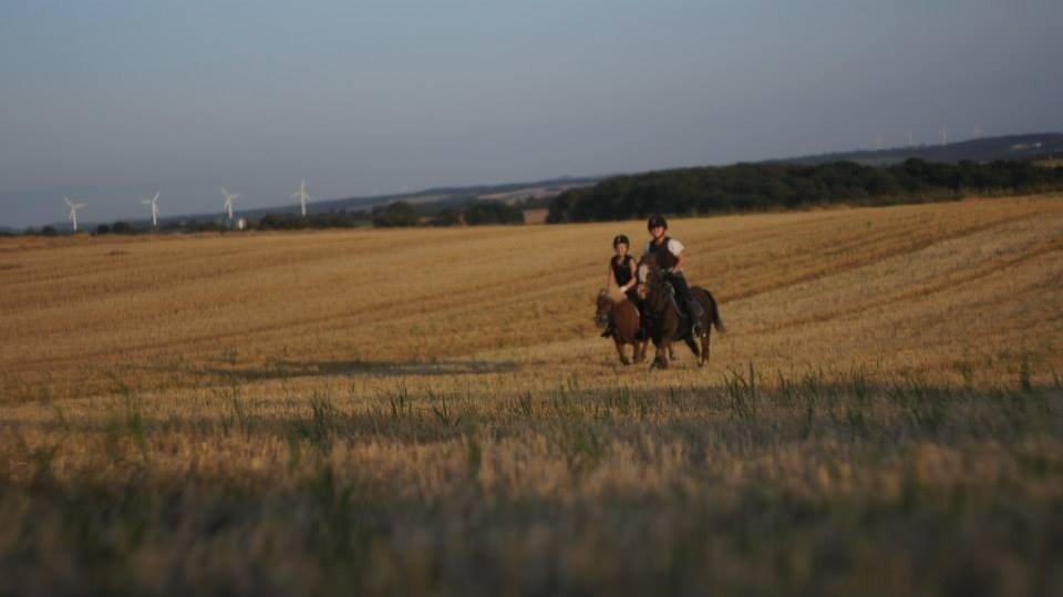 Welsh Mountain (sec A) Daisy   * HAR REDET * billede 9