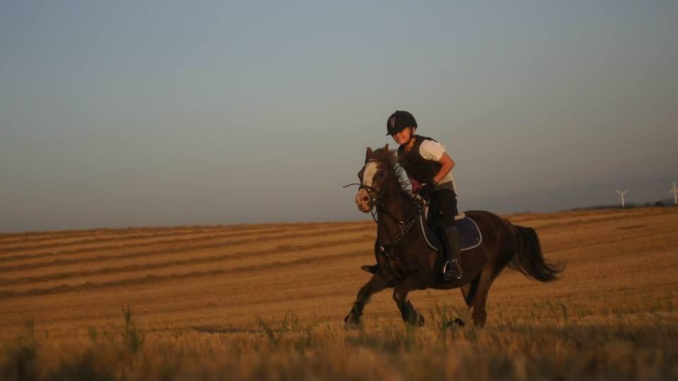 Welsh Mountain (sec A) Daisy   * HAR REDET * billede 10