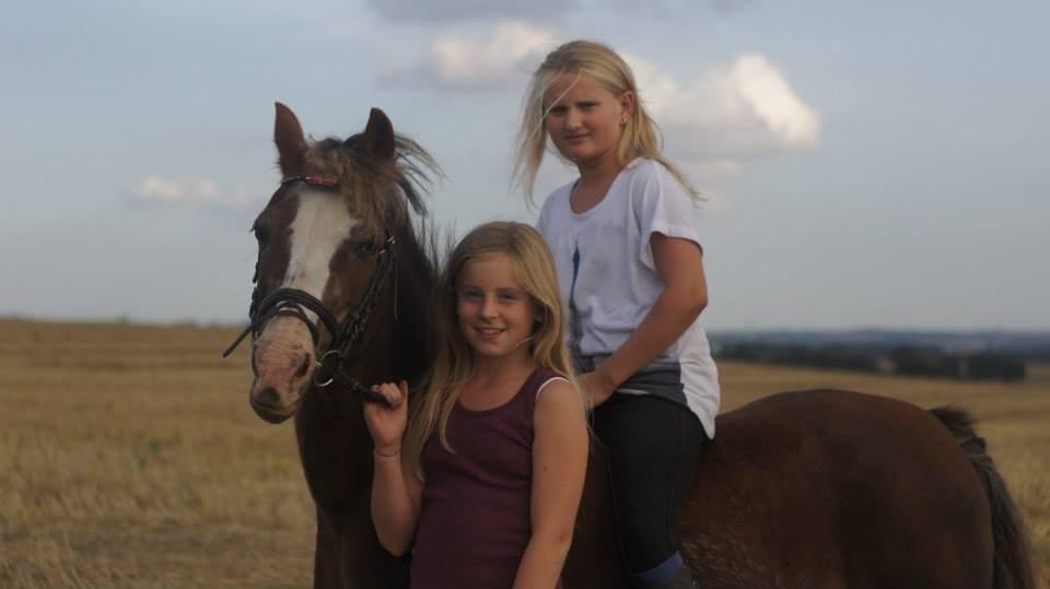 Welsh Mountain (sec A) Daisy   * HAR REDET * billede 11