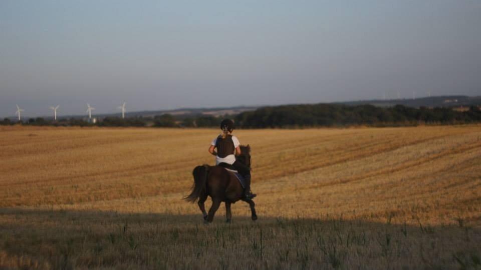 Welsh Mountain (sec A) Daisy   * HAR REDET * billede 12