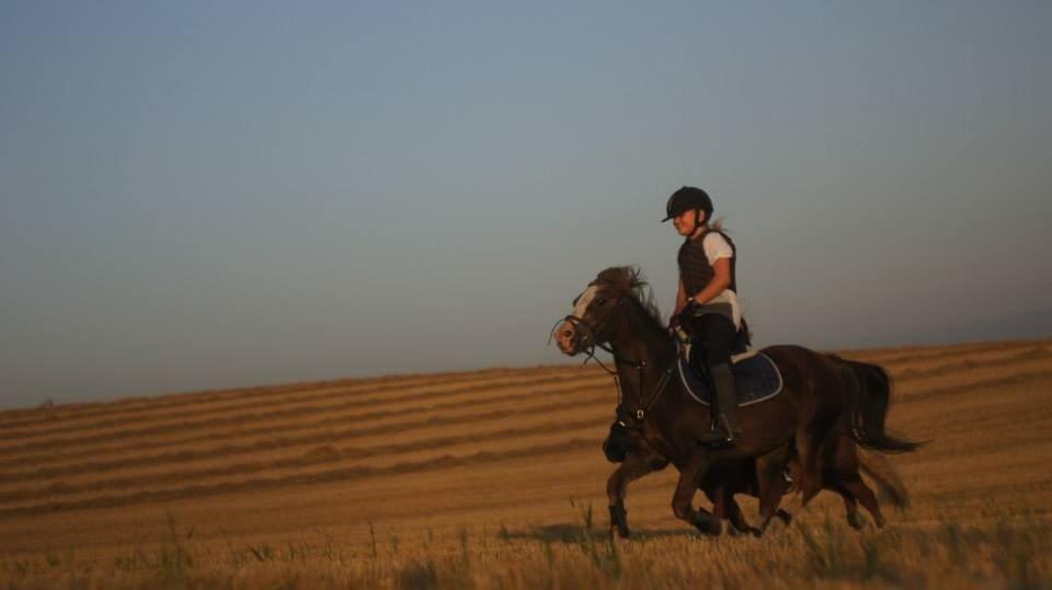 Welsh Mountain (sec A) Daisy   * HAR REDET * billede 13