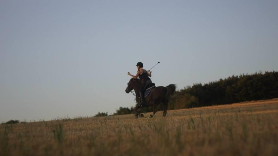 Welsh Mountain (sec A) Daisy   * HAR REDET * billede 14