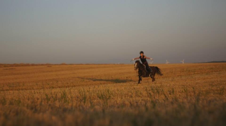 Welsh Mountain (sec A) Daisy   * HAR REDET * billede 16