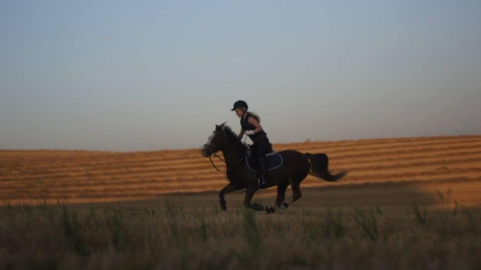 Welsh Mountain (sec A) Daisy   * HAR REDET * billede 15