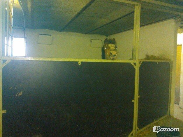 Welsh Mountain (sec A) Daisy   * HAR REDET * billede 17