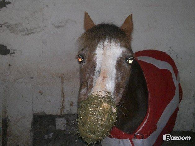 Welsh Mountain (sec A) Daisy   * HAR REDET * billede 18