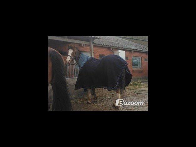 Welsh Mountain (sec A) Daisy   * HAR REDET * billede 19