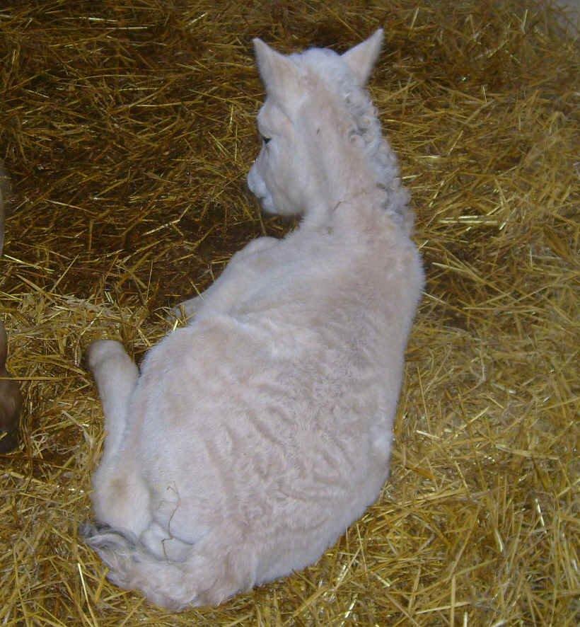 Fjordhest Ellemoses Lobo billede 5